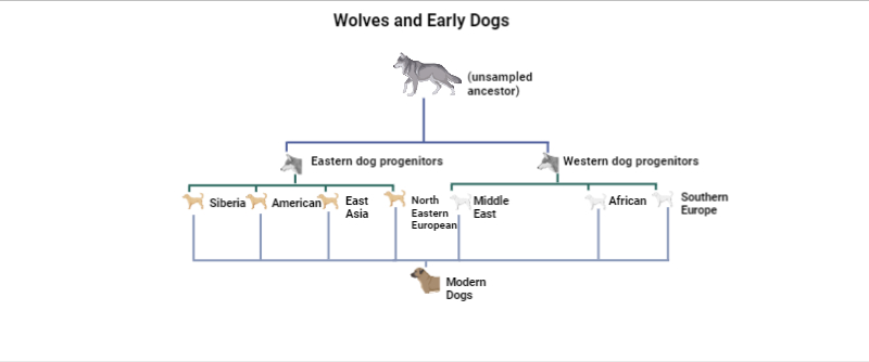 Dog wolf origin