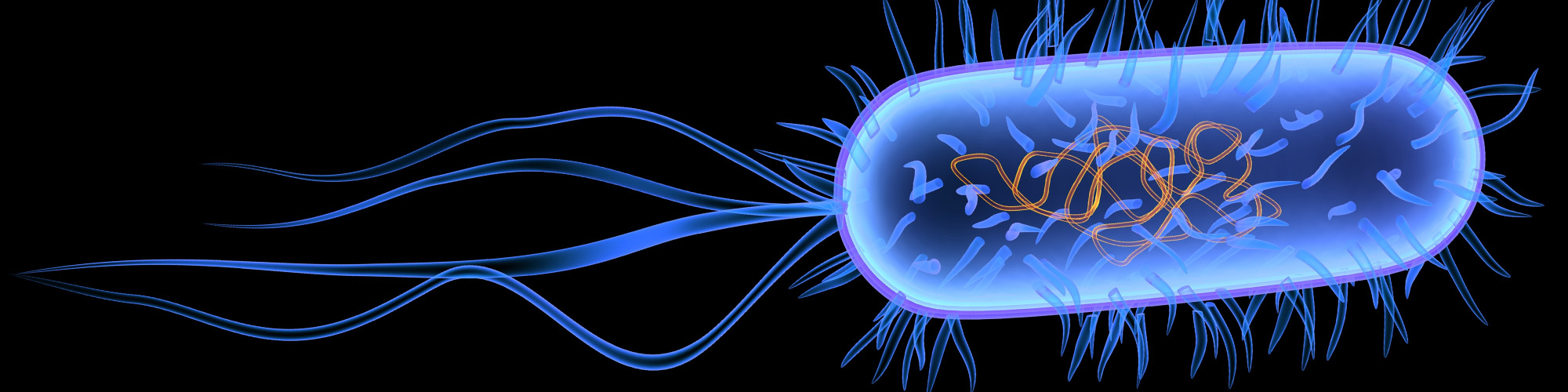 How Good Bacteria Protect Us from Pathogenic Infection