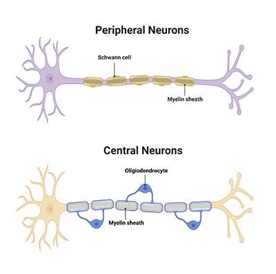 Neuronal structure