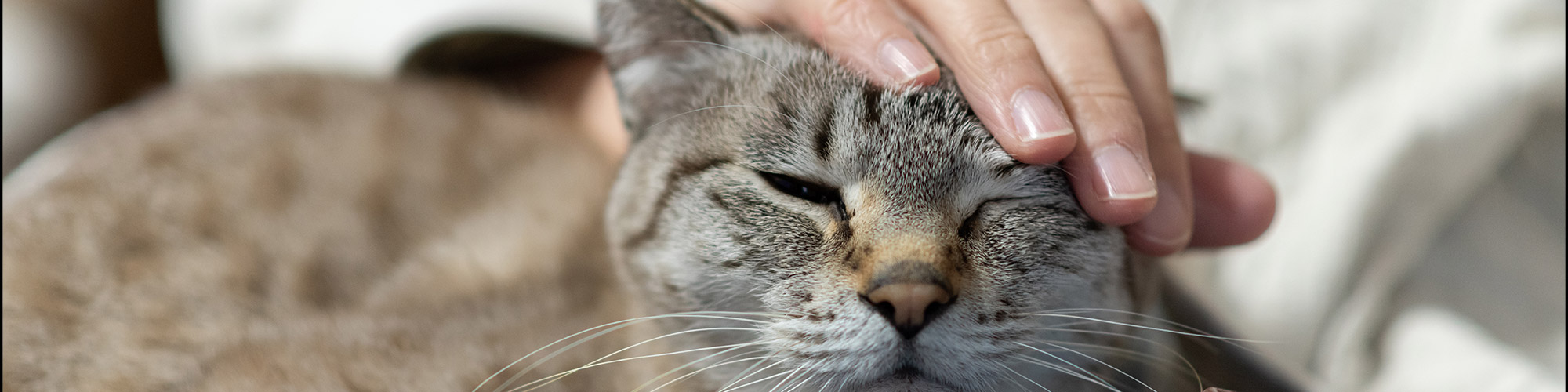 Pitch Purrfect: How Do Cats Produce Purring Vocalizations?