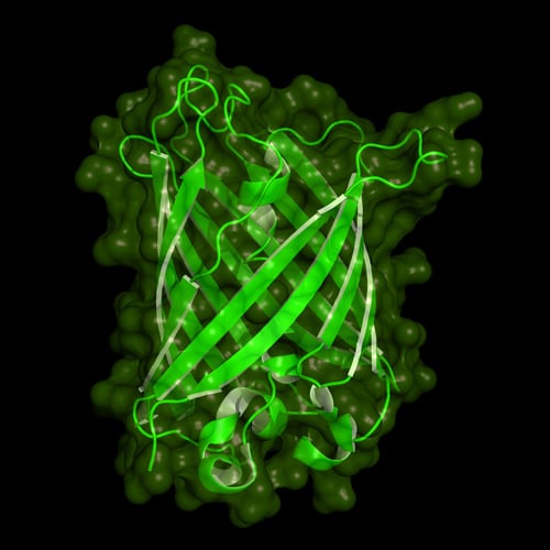 Cartoon model of the protein structure of green fluorescent protein