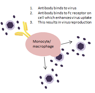 Antibody-dependent enhancement response to Dengue Virus