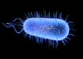 How good bacteria protect us from pathogenic infection
