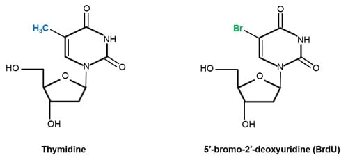Fig.1. Chemical structures of the DNA nucleoside thymidine and its analog BrdU. 
