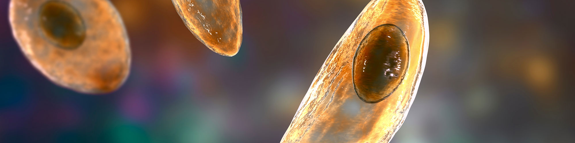 Puppetry of a Parasite: How Toxoplasma gondii Manipulates its Host