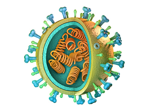 Looking Beneath the Surface: Viral Clearance by Anti-Nucleoproteins