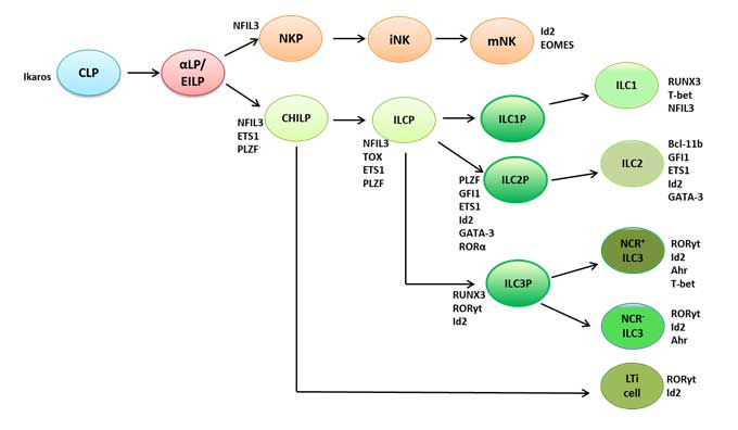 Figure 1. Development of mouse ILCs and the transcription factors involved at each developmental stage