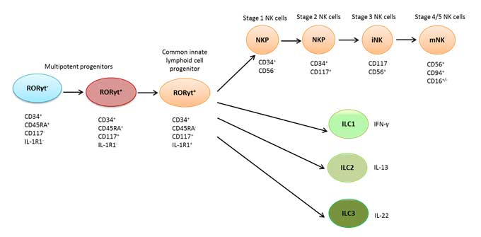 Figure 2. Model of human ILC development in secondary lymphoid tissues 