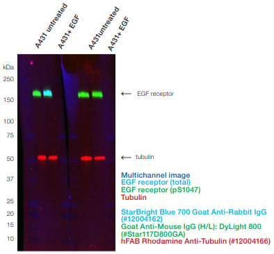 Fig. 2. Fluorescent multiplexing enables the quantification of phosphoproteins on a single blot. The Phospho-Specific Mouse Anti-EGF Receptor pSer1047 (#VMA00746) and anti-total Mouse AntiEGF Receptor (#VMA00061) were incubated together. hFAB Rhodamine Anti-Tubulin was added with the fluorescent secondary antibodies. The fluorescent images were captured using the ChemiDoc MP Imaging System.