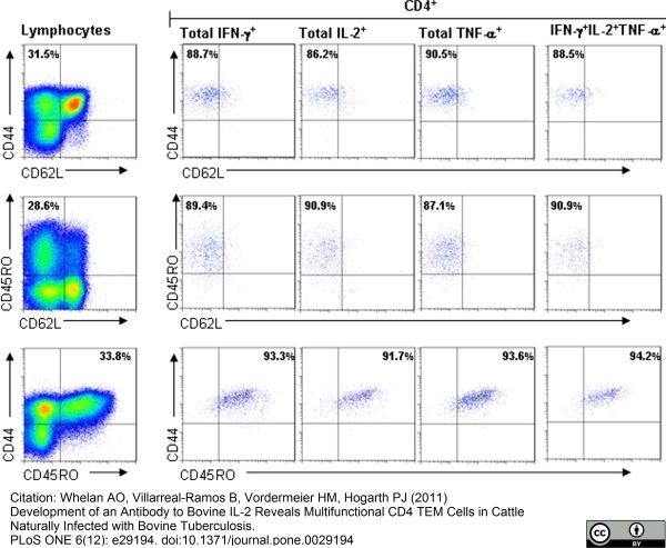 Anti Bovine CD62L Antibody, clone CC32 | Bio-Rad Antibodies (formerly ...