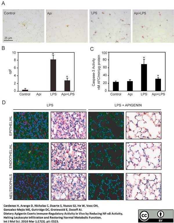 Anti Human CD31 Antibody, clone WM59 | Bio-Rad Antibodies (formerly AbD ...