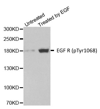 EGF R (pTyr1068) Antibody thumbnail image 1