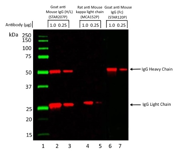 Fig.1. A Mouse monoclonal antibody of the IgG1 isotype was run under reducing conditions on SDS PAGE using the Bio-Rad V3 Western Workflow™ and transferred to a PVDF membrane