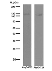 Beta-galactosidase (b-gal, beta-gal) Antibody