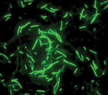 GFP (Green Fluorescent Protein) Antibody