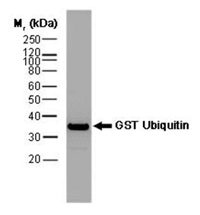 GST (glutathione S-transferase) Antibody
