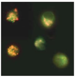 Fig.3. Jurkat cells stained with MitoPT™ JC-1 