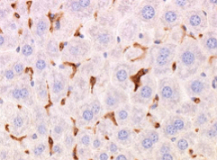 F4/80 antibody staining of liver tissue with citrate buffer & heat-mediated antigen retrieval