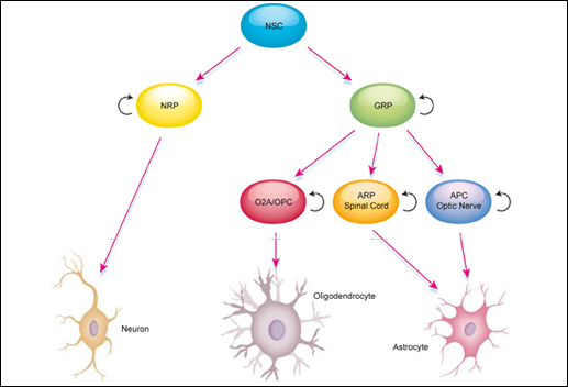 Neural Stem Cell Markers & Antibodies | Bio-Rad