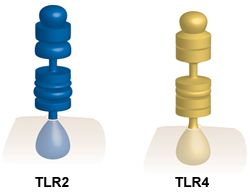 TLR image